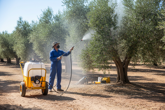 Sulfatación en Olivar: Cuándo y Cómo Aplicar Tratamientos Fitosanitarios